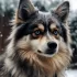 Pomsky Puppies for Sale in Dallas, Texas