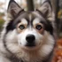 Pomsky Puppies Dallas: Where to Find the Best Pomskies for Sale