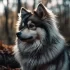 Pomsky Puppies for Sale in Dallas: Where to Find Them