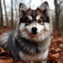 Pomsky for Sale Cost: What to Expect When Buying a Pomsky Puppy