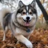 Pomsky Puppies for Sale in Denver, CO