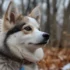 Pomsky Puppies for Sale in CT: Find Your Perfect Companion