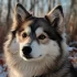 Pomsky Puppies for Sale in Dallas TX – Find Your Perfect Companion Today!