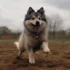 Pomsky Puppies in Dallas TX: Finding Your Furry Friend