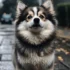 Pomsky Puppies for Sale in El Paso TX