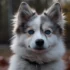 Pomsky Puppies for Sale in Fayetteville, NC
