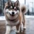 Pomsky Puppies for Sale in Dayton Ohio: Find Your Furry Friend