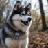 Pomsky Description: Understanding the Personality Traits and Appearance of Pomskies