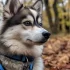 Pomsky Puppies for Sale in El Paso: Find Your Furry Friend Today!