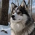 Pomsky Deutschland kaufen: Was Sie wissen müssen