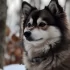 Doskona?y przewodnik po doros?ych Pomskies – Cechy osobowo?ci i zachowanie