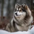Pomsky Puppies for Sale in Grand Rapids MI