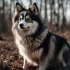 Pomskies in Shelter: How to Find Your Perfect Companion