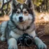 Pomsky Puppies for Sale in Fresno, California