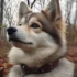 Pomsky Puppies for Sale in Florida on Craigslist