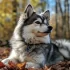 Pomsky Puppies for Sale in Denver Colorado: Find Your Furry Companion