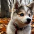 Pomsky Puppies for Sale in El Paso TX