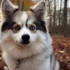 Pomsky Puppies for Sale in Houston Texas