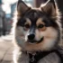 Find Your Perfect Pomsky Puppy in Kentucky