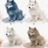 Pomsky Breeders in TX: Find Your Perfect Companion Today