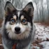 Pomsky Breeder in Hong Kong: Find Your Perfect Pomsky Companion