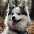 Pomsky Puppies for Sale in Houston TX