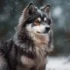 Pomsky Puppies for Sale in Kansas: Where to Find the Perfect Pomsky Puppy