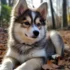 Pomsky Puppies for Sale in Alaska: Find Your Furry Companion