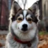 Pomsky Breeders in Idaho: Find Your Perfect Pomskies Here
