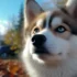 Hypoallergenic Pomsky Puppies: Are They Really Allergy-Friendly?