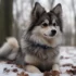 Pomsky Puppies for Sale in Kent: Find Your Perfect Companion