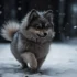 Pomsky Puppies for Sale in Kansas