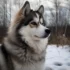 Pomskies for Sale in Greensboro NC