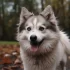 Pomskies for Sale in Kent: Find Your Furry Friend Today!