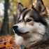 Pomsky Kaufen Deutschland: What to Look for When Finding the Right Pomsky Breeder