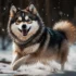 Pomsky Puppies for Sale in Iowa