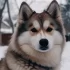 Pomskies for Sale in Lancaster PA: Find Your New Furry Friend!