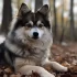 Pomsky Puppies for Sale in Kentucky: Find Your New Furry Friend Today