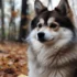 Pomskies for Sale in Kentucky