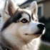 Pomskies for Sale in Kentucky