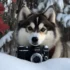 Pomsky Puppies for Sale in Iowa