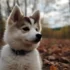 Pomsky Puppies Las Vegas: Where to Find Them and What to Expect