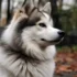 Pomsky Puppies for Sale in Lancaster: Find Your Perfect Furry Companion