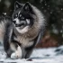 Pomsky Puppies for Sale in Georgia: Find Your Furry Companion Today!