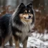 Pomsky Puppies for Sale in Louisiana: How to Find a Reputable Breeder