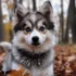 Pomsky Look-Alikes: Spotting Similar Breeds