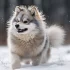 Pomsky Puppies for Sale in Lexington KY – Find Your Perfect Companion
