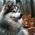 Pomsky Puppies for Sale in Madison WI