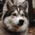 Pomsky Puppies for Sale in Maine: Find Your Perfect Companion