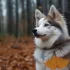 Pomsky Puppies for Sale in Madison WI: Find Your Furry Friend Today!